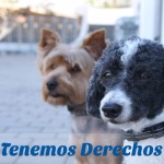 Derechos de los perros del mundo