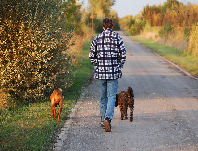 es peligroso pasear perros