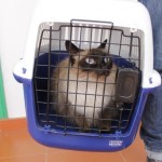 Gato en transportin homologado para viaje